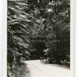 This set of small photographs was produced by the Rose Stenograph Co. c1913 to be included in photograph albums. The 193 date cannot be correct becasue of the cars visible in and the fact that electricity arrived in 1927. The area known as South Sassafras, was opened up for settlement in 1893 and the name was changed to Kallista in 1925.
A small, paper envelope containing 12 photographs of Sassafras that are reproductions of Rose Series postcards. There are 10 different photographs, SAS0032-01and SAS0032-03 have doubles.
Envelope: Beauty Spots in Australia 12 Real Photographs For Your Snapshot Album Published by the Rose Stenograph Co. Rear 17 Auburn Grove, Armadale, Vic S.E.3 SASSAFRAS, VICTORIA
Photograph SAS0032-01 - The Rose Series P. 905: Clematis Avenue, Sherbrooke, Vic
Photograph SAS0032-02- The Rose Series P. 1603: The Cascades, Sassafras, Vic
Photograph SAS0032-03- The Rose Series P. 204: Panorama at Sassafras, Vic
Photograph SAS0032-04- The Rose Series P. 4046: Main Road, Sassafras, Vic
Photograph SAS0032-05- The Rose Series P. 1502: Sassafras Creek, Sassafras, Vic
Photograph SAS0032-06- The Rose Series P. 1501: Tourist Track, Sassafras, Vic
Photograph SAS0032-07- The Rose Series P. 4244: Tourist Track, South Sassafras, Vic
Photograph SAS0032-08- The Rose Series P. 2725: Clematis Avenue, Sherbrooke, Vic
Photograph SAS0032-09- Main Road, Sassafras, Vic
Photograph SAS0032-10- The Olinda - Sassafras Road, Vic