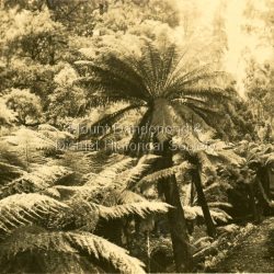 This set of 8 photographs was produced by the Rose Stenograph Co. c1913 to be included in photograph albums. The show tourist scenes of Sassafras and surrounds. The photographs were donated by a family in Western Australia whose parents lived in Sassafras c1918.: Small b & w photograph from a series of 8 showing scenes from Sassafras produced by the Rose Stenograph Co. c1913.: On reverse - Clematis Avenue, Sassafras.