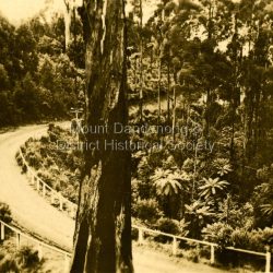 This set of 8 photographs was produced by the Rose Stenograph Co. c1913 to be included in photograph albums. The show tourist scenes of Sassafras and surrounds. The photographs were donated by a family in Western Australia whose parents lived in Sassafras c1918.: Small b & w photograph from a series of 8 showing scenes from Sassafras produced by the Rose Stenograph Co. c1913.: On reverse - Sassafras - Olinda Road