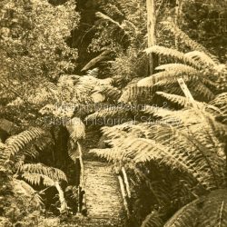 This set of 8 photographs was produced by the Rose Stenograph Co. c1913 to be included in photograph albums. They show tourist scenes of Sassafras and surrounds. The photographs were donated by a family in Western Australia whose parents lived in Sassafras c1918.: Small b & w photograph from a series of 8 showing scenes from Sassafras produced by the Rose Stenograph Co. c1913.: On reverse - Tourist Track, Sassafras