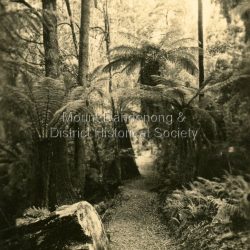This set of 8 photographs was produced by the Rose Stenograph Co. c1913 to be included in photograph albums. The show tourist scenes of Sassafras and surrounds. The photographs were donated by a family in Western Australia whose parents lived in Sassafras c1918.: Small b & w photograph from a series of 8 showing scenes from Sassafras produced by the Rose Stenograph Co. c1913.: On reverse - Tourist Track, Sassafras