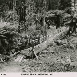 The tourist track running alongside the creek from Sassafras Mechanics Hall to Emerald. In the early 1900s the track started at Rostrevor Guest House.: Black & White postcard P1501 from the Rose Series. Shows a log bridge along a tree fern lined section of the Tourist Track.: On reverse - POST CARD A Real Photograph. Produced in Australia.