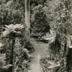 The tourist track running alongside the creek from Sassafras Mechanics Hall to Emerald. In the early 1900s the track started at Rostrevor Guest House.: Black and white photograph. Rose Series P. 4825 postcard showing a footbridge along a Tourist rack surrounded by bush and tree ferns.