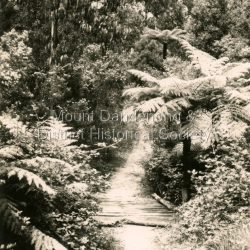 The tourist track running alongside the creek from Sassafras Mechanics Hall to Emerald. In the early 1900s the track started at Rostrevor Guest House.: Black and white Rose Series postcard P. 4832 showing a section of the Tourist Track in Sassafras surrounded by tree ferns and bush.: On Reverse POST CARD A Real Photograph. Produced in Australia.