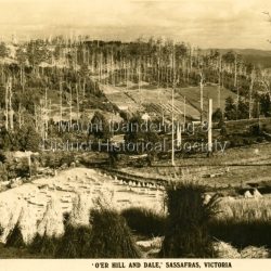 View of Sassafras showing many dead trees c1920s.: Sepia coloured Rose Series postcard P. 153 looking down across Sassafras.: On reverse REAL PHOTO POST CARD. THE "ROSE' SERIES DELUXE. PRODUCED IN AUSTRALIA. PUBLISHED BY 'THE ROSE STENOGRAPHS" Armadale. Victoria