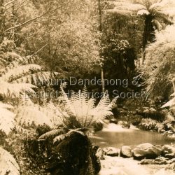 Rose Series post card # P. 90. Sassafras Creek near The Crescent Bridge. View of water and ferns. Post 1920.: Rose Series sepia coloured post card showing a small creek running through the centre of the photo edged by rocks and tree ferns.: On front: The Rose Series, P. 90. SASSAFRAS CREEK NEAR CRESCENT BRIDGE. VICTORIA.