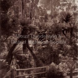 The Crescent Bridge crossing Sassafras Creek on 'The Crescent' at Sassafras. View of water and ferns. c1912: Black and white copy of a post card a bridge with a bush and tree fern background.: On front: Crescent Bridge Sassafras