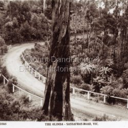 Rose Series post card # P. 3565 showing the Sassafras - Olinda Road taken outside Rostrevor Guest House. Photograph taken pre 1920 prior to the pine plantation planted by Melbourne High School.: Black and white copy of Rose Series post card P. 3565 showing a section of the Olinda - Sassafras Road with a large tree in the foreground.: On Front: THE ROSE SERIES P. 3565 THE OLINDA - SASSAFRAS ROAD. VIC.