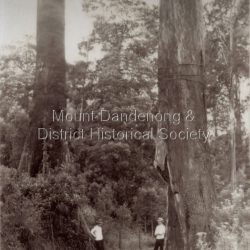 Rose Series post card # P.69 .The Sassafras - Olinda Road showing giant Eucalypts. The two men in the photograph most probably worked for The Rose Series Post card company. They often appear in photographs - probably to give perspective.: Copy of Rose Series post card P. 69 showing two men standing alongside giant trees on the Olinda-Sassafras Road.: On front: THE ROSE SERIES P. 69 GIANT EUCALYPTS, OLINDA-SASSAFRAS ROAD, VICTORIA.