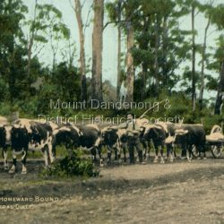 Bullock team, Homeward bound, Sassafrass Gully