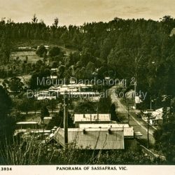 Panorama of Sassafrass