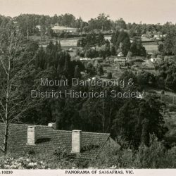 Panorama of Sassafrass