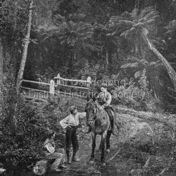 Crescent Bridge, Sassafrass