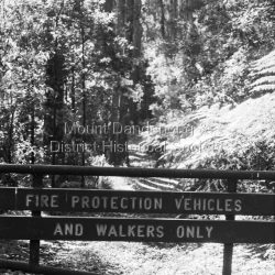 Fire track / walking path, Dandenong Ranges