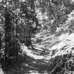 Fire track / walking path, Dandenong Ranges